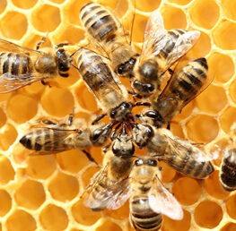 Scientists have taught bees to smell the coronavirus. They can identify a case within seconds